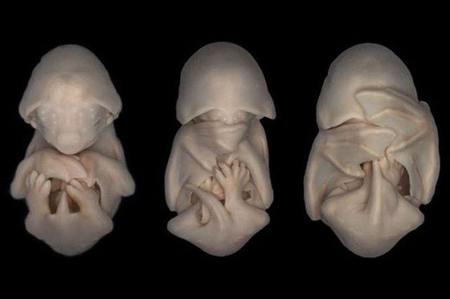 Những bức ảnh siêu âm 4D sắc nét hiếm hoi về cảnh tượng động vật khi còn ở trong bụng mẹ - Ảnh 14.