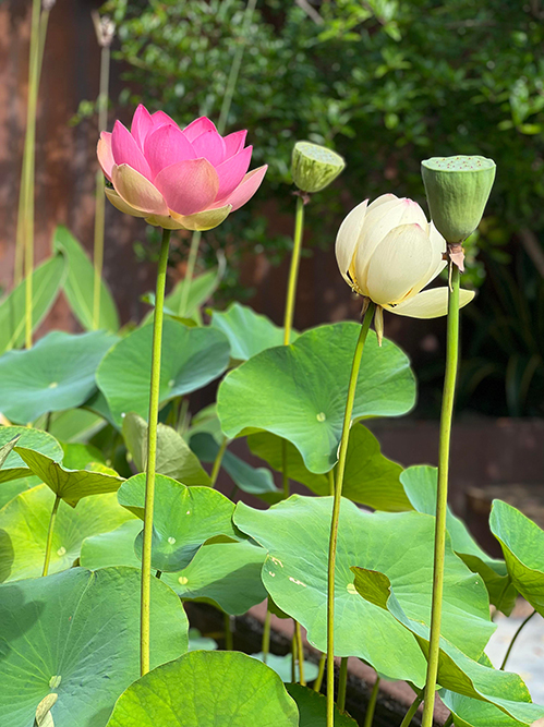 Không chỉ sen, vườn nhà Dương Mỹ Linh ở Mỹ ngập sắc hoa - Ảnh 3.