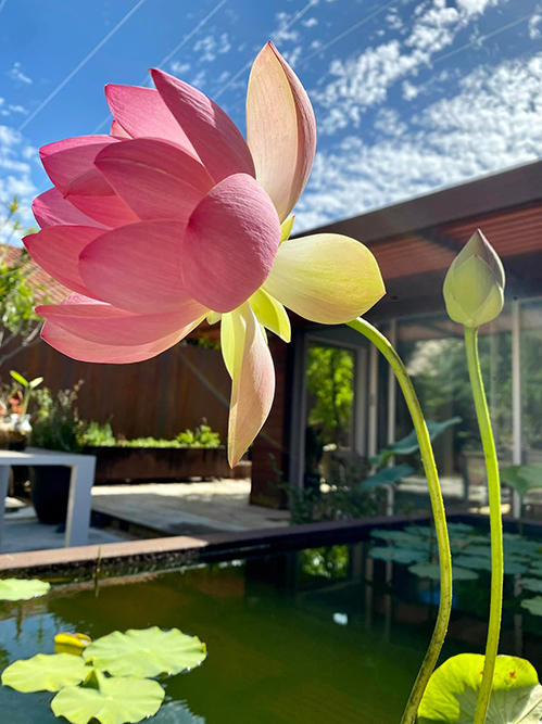 Không chỉ sen, vườn nhà Dương Mỹ Linh ở Mỹ ngập sắc hoa - Ảnh 4.