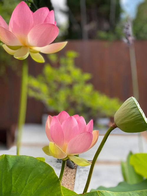 Không chỉ sen, vườn nhà Dương Mỹ Linh ở Mỹ ngập sắc hoa - Ảnh 5.