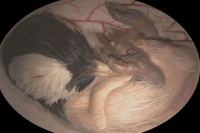 Những bức ảnh siêu âm 4D sắc nét hiếm hoi về cảnh tượng động vật khi còn ở trong bụng mẹ - Ảnh 5.