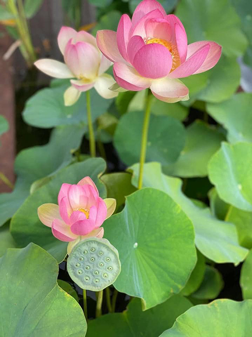 Không chỉ sen, vườn nhà Dương Mỹ Linh ở Mỹ ngập sắc hoa - Ảnh 6.