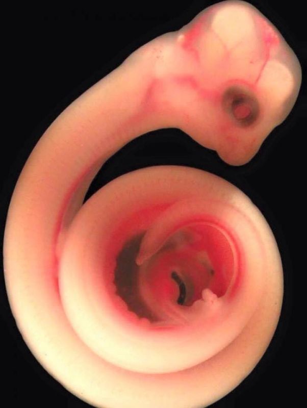 Những bức ảnh siêu âm 4D sắc nét hiếm hoi về cảnh tượng động vật khi còn ở trong bụng mẹ - Ảnh 7.