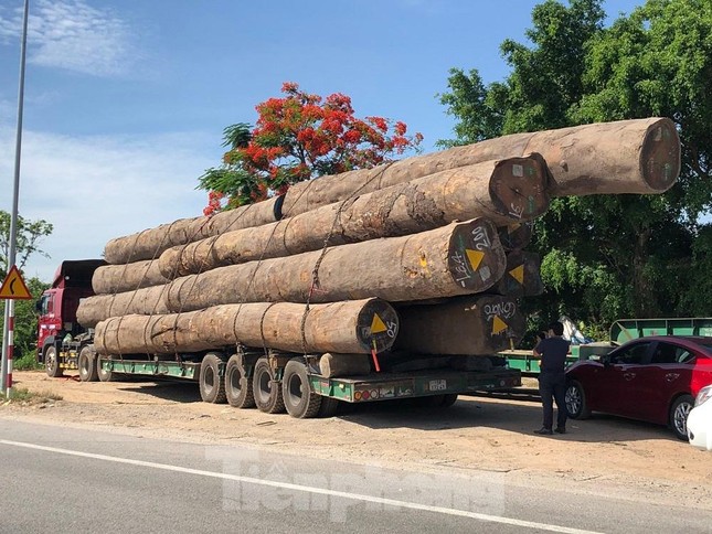 Tạm giữ xe đầu kéo chở gỗ lim ‘siêu khủng’ khi qua địa phận Quảng Ngãi - Ảnh 3.