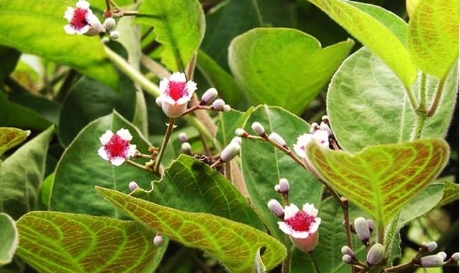 Một loại cây được người Việt Nam coi như một loại gia vị, được thế giới sử dụng như một phương thuốc giúp tiêu hóa, giảm đau - Ảnh 1.