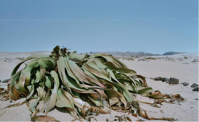 Bạch tuộc sa mạc:  Sống tới hơn 3.000 năm tuổi, giữ bí mật trường sinh loài người mơ ước - Ảnh 2.