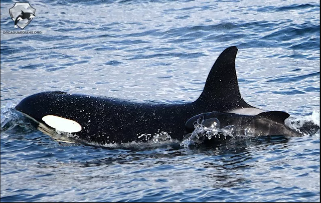 Đàn cá voi sát thủ nhận nuôi con non của loài cá voi kẻ thù khiến các nhà nghiên cứu không hiểu vì sao - Ảnh 1.