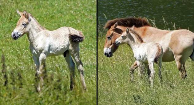Loài ngựa quý hiếm chào đời trong sở thú Anh - Ảnh 1.