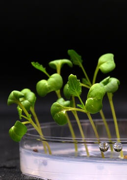 Đột phá khoa học: Tìm ra cách để thực vật phát triển trong bóng tối, không cần ánh sáng mặt trời - Ảnh 3.