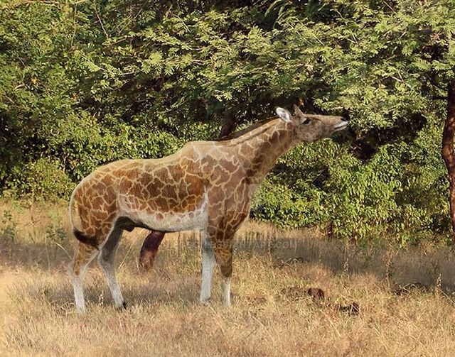 Used to be a short-necked deer 17 million years ago, what makes giraffes...the long neck like today?  - Photo 1.
