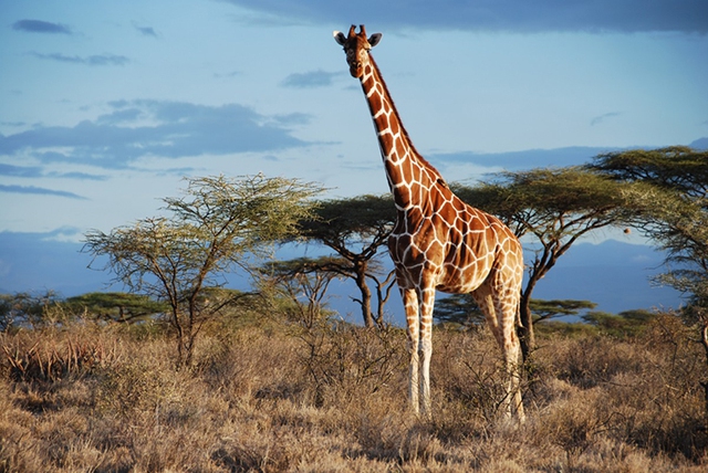 Used to be a short-necked deer 17 million years ago, what makes giraffes...the long neck like today?  - Photo 3.