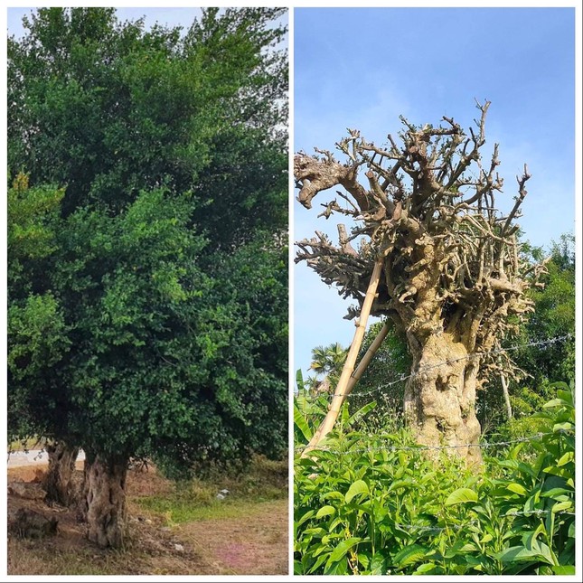 Digging and stealing a 100-year-old bamboo tree from Ha Tinh to Hoa Binh for sale - Photo 1.