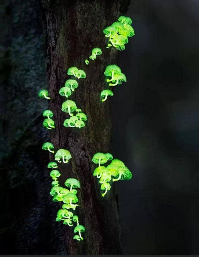 16 breathtaking natural images, proving that the earth always contains many surprises - Photo 12.