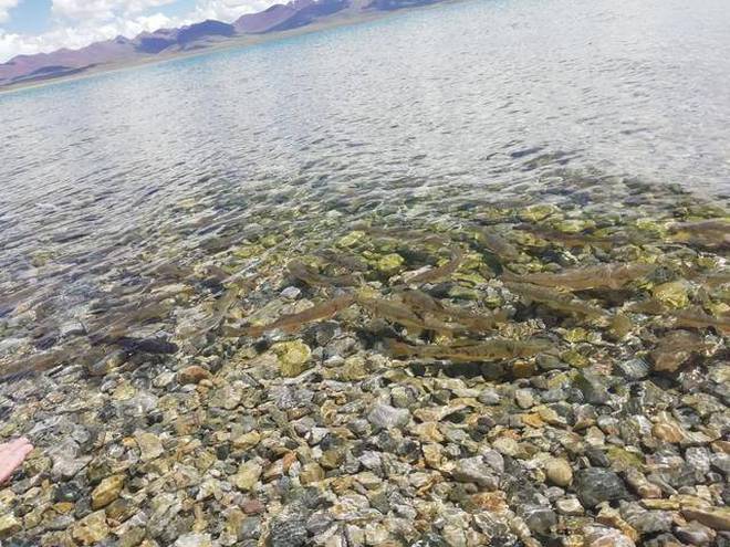 Yamdrok - hồ nổi tiếng nhất Tây Tạng có trữ lượng cá cả triệu tấn nhưng không ai dám ăn, lý do khiến nhiều người bất ngờ - Ảnh 15.