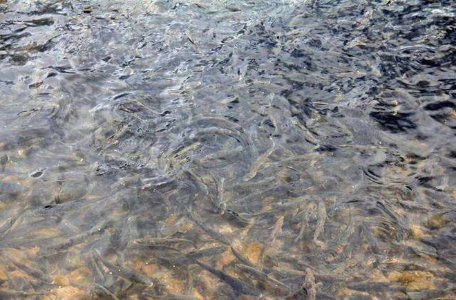 Yamdrok - hồ nổi tiếng nhất Tây Tạng có trữ lượng cá cả triệu tấn nhưng không ai dám ăn, lý do khiến nhiều người bất ngờ - Ảnh 16.