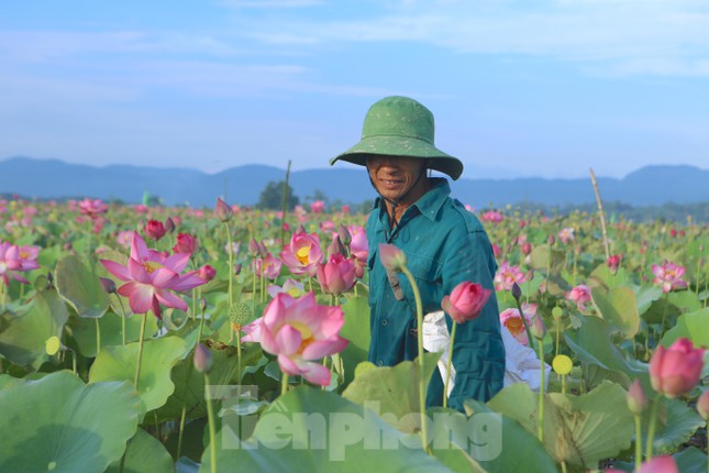 Đẹp ngỡ ngàng cảnh dân thu hoạch sen giữa cánh đồng lớn nhất Hà Tĩnh - Ảnh 10.