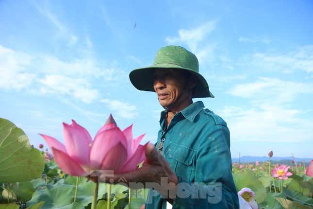 Đẹp ngỡ ngàng cảnh dân thu hoạch sen giữa cánh đồng lớn nhất Hà Tĩnh - Ảnh 14.