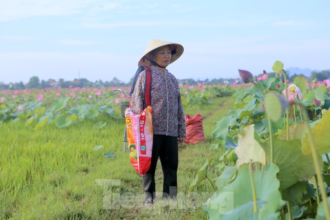 Đẹp ngỡ ngàng cảnh dân thu hoạch sen giữa cánh đồng lớn nhất Hà Tĩnh - Ảnh 5.