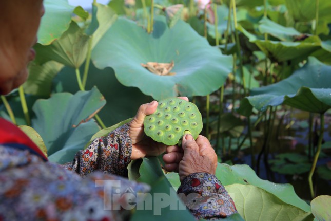 Đẹp ngỡ ngàng cảnh dân thu hoạch sen giữa cánh đồng lớn nhất Hà Tĩnh - Ảnh 8.