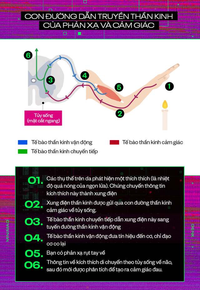 Loài người đã làm gì để xóa tan cơn đau: Từ paracetamol đến morphine, đây là cách các loại thuốc giảm đau hoạt động  - Ảnh 5.