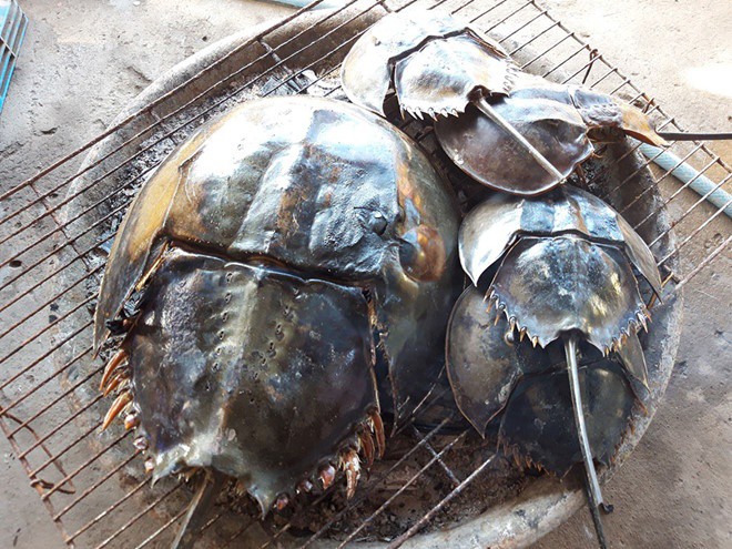 Loại hải sản hiếm ở Việt Nam: Thịt đã quý, máu của chúng còn đắt đỏ hơn nhiều - Ảnh 1.