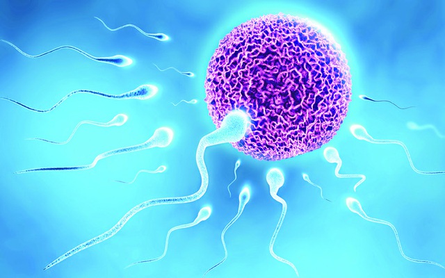 Cách cải thiện chất lượng tinh trùng và khả năng sinh sản của nam giới - Ảnh 1.