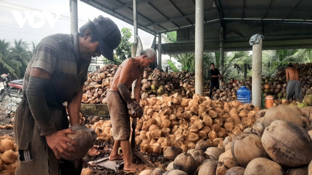 Trái dừa lấy nước ở ĐBSCL có giá cao gấp nhiều lần dừa khô - Ảnh 2.