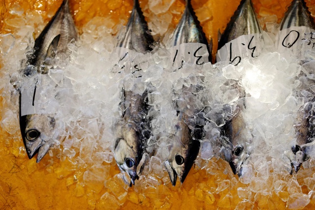 Bí mật về phương pháp câu truyền thống giúp người Nhật giữ tuyệt đối vị ngon của cá ngừ - Ảnh 4.