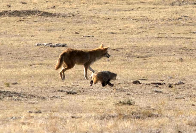 Tình bạn kỳ lạ trong tự nhiên: Chó sói đồng cỏ và lửng mật cùng hợp tác để săn mồi - Ảnh 5.