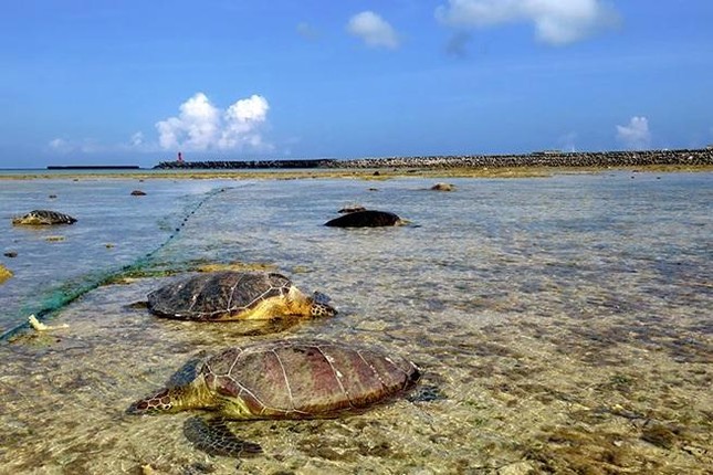 Hàng loạt rùa biển bị đâm chết, nằm la liệt bờ biển Nhật Bản - Ảnh 1.