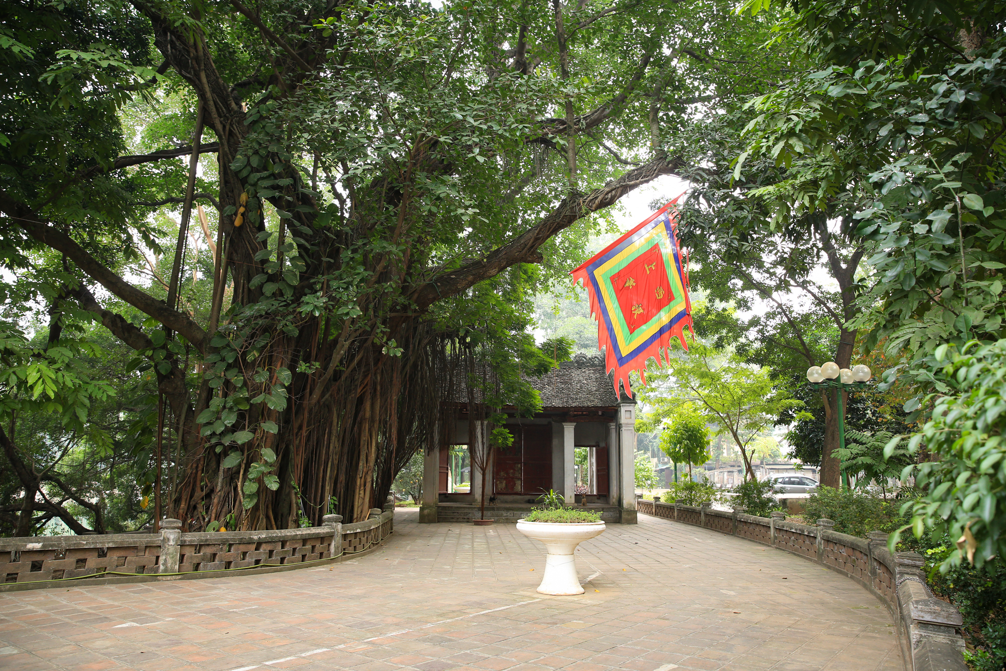 Những cây cổ thụ xanh tốt nghìn năm, thách thức thời gian ở thủ đô Hà Nội - Ảnh 11.
