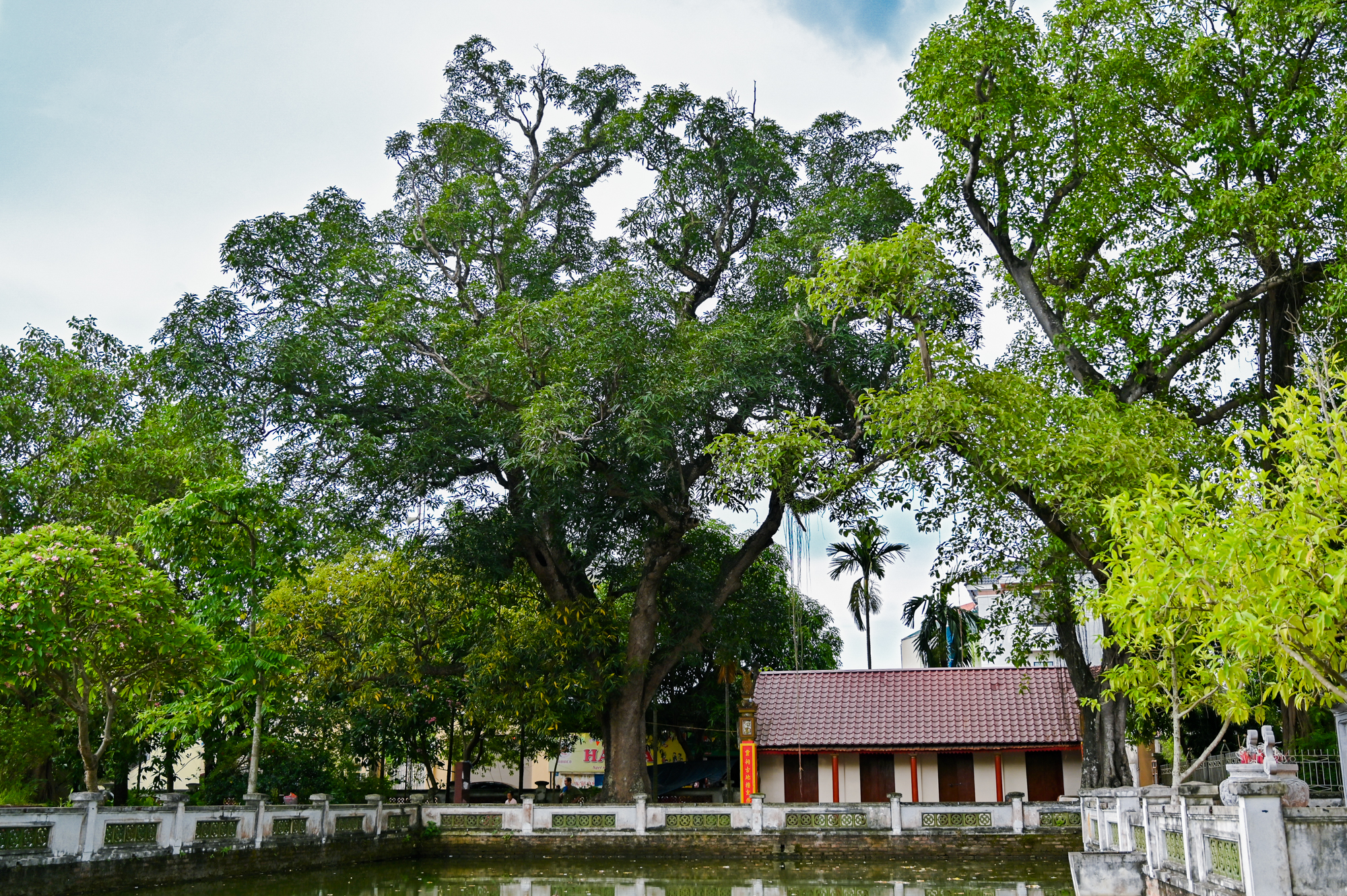 362 Hình ảnh Cây Cổ Thụ Ảnh, Ảnh Và Hình Nền Để Tải Về Miễn Phí - Pngtree