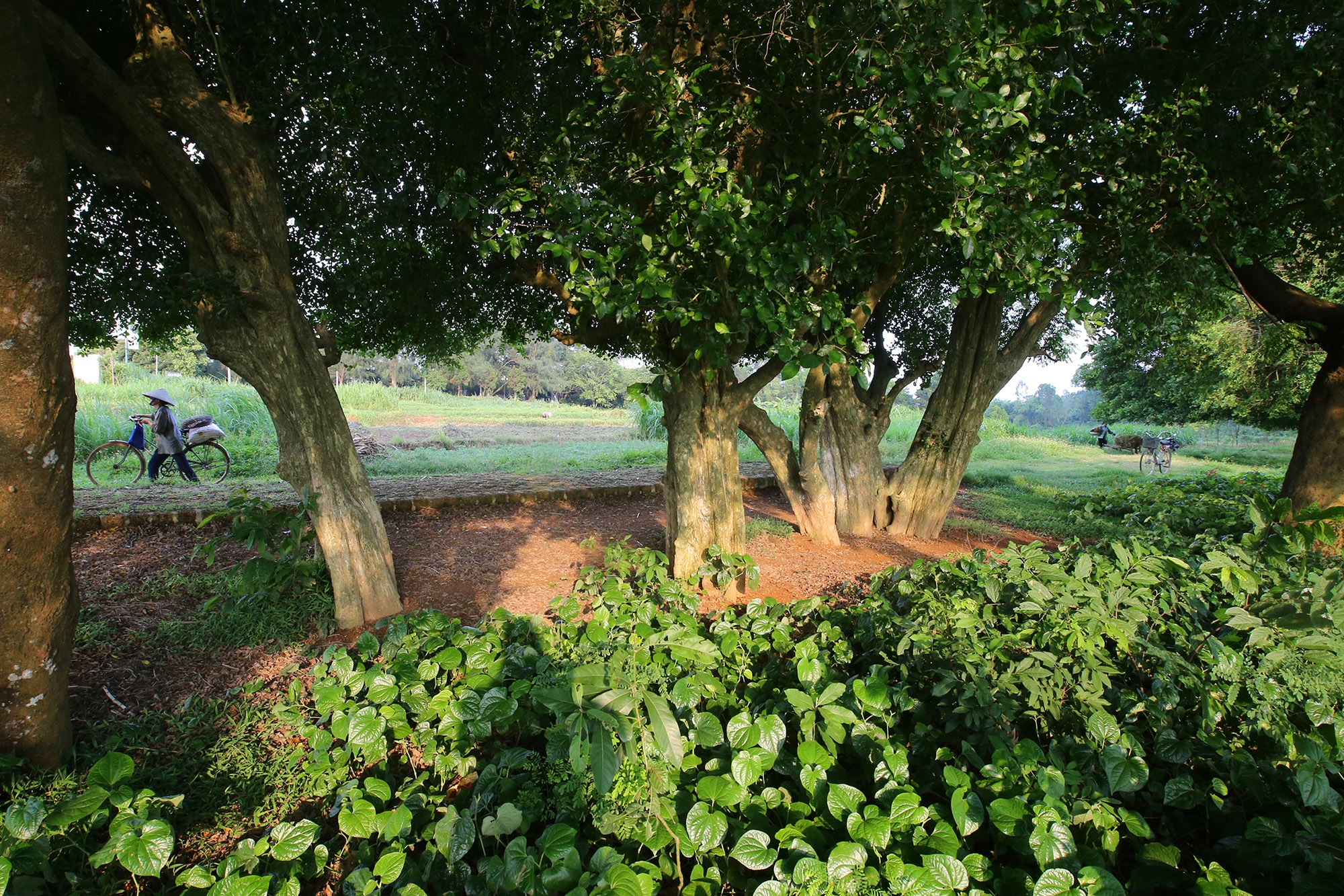 Những cây cổ thụ xanh tốt nghìn năm, thách thức thời gian ở thủ đô Hà Nội - Ảnh 8.