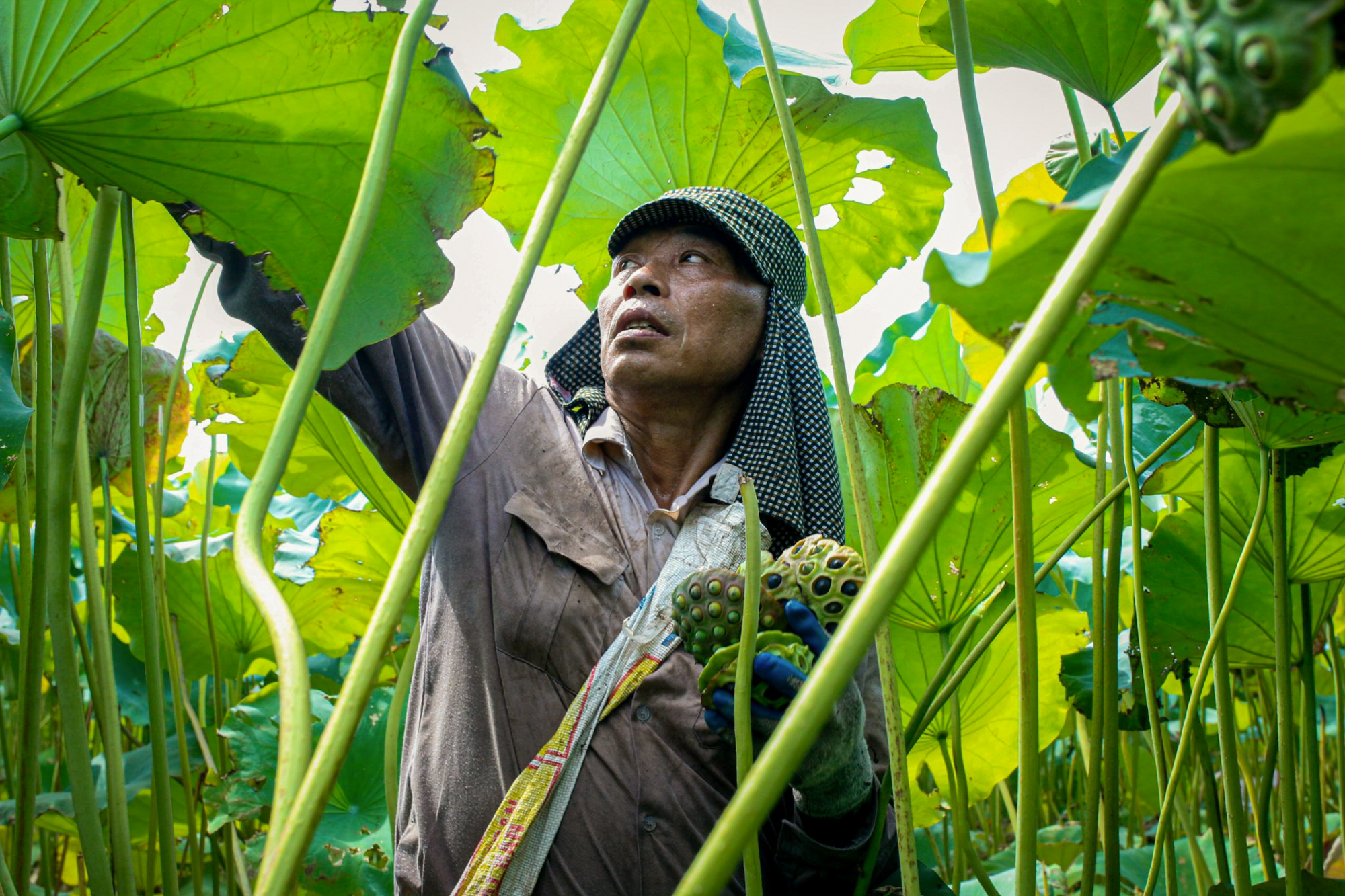 Nông dân Hà Nam kiếm hàng trăm triệu đồng mỗi vụ nhờ trồng sen lấy hạt - Ảnh 2.
