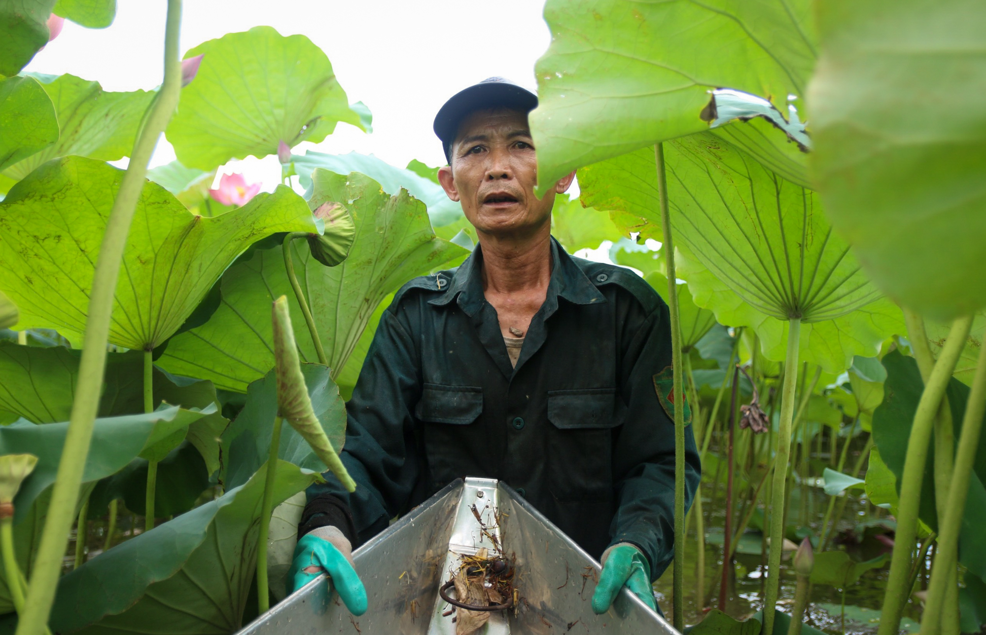 Nông dân Hà Nam kiếm hàng trăm triệu đồng mỗi vụ nhờ trồng sen lấy hạt - Ảnh 3.