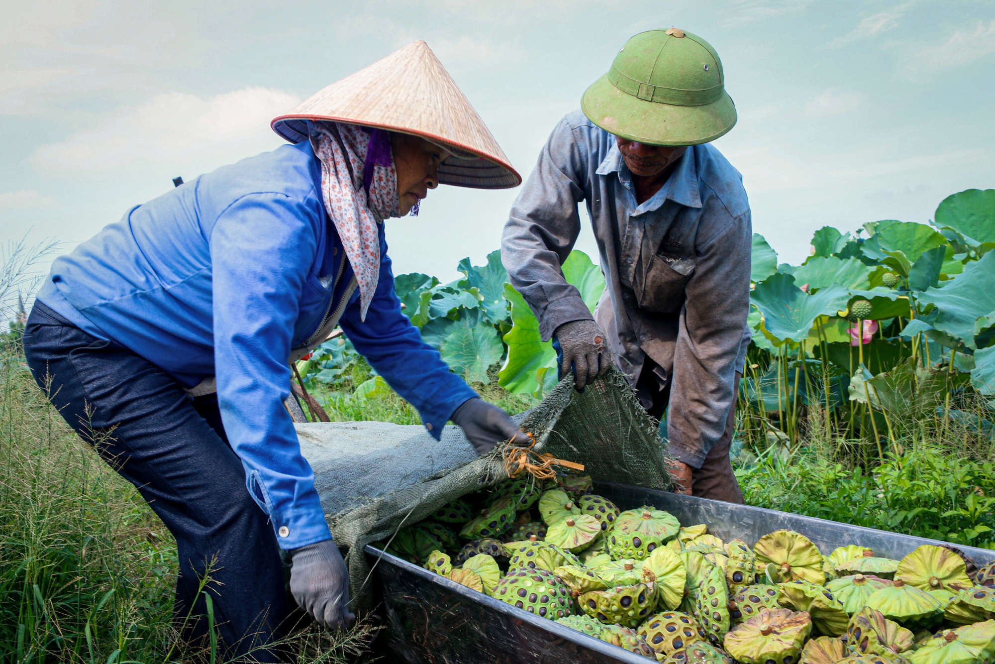Nông dân Hà Nam kiếm hàng trăm triệu đồng mỗi vụ nhờ trồng sen lấy hạt - Ảnh 4.
