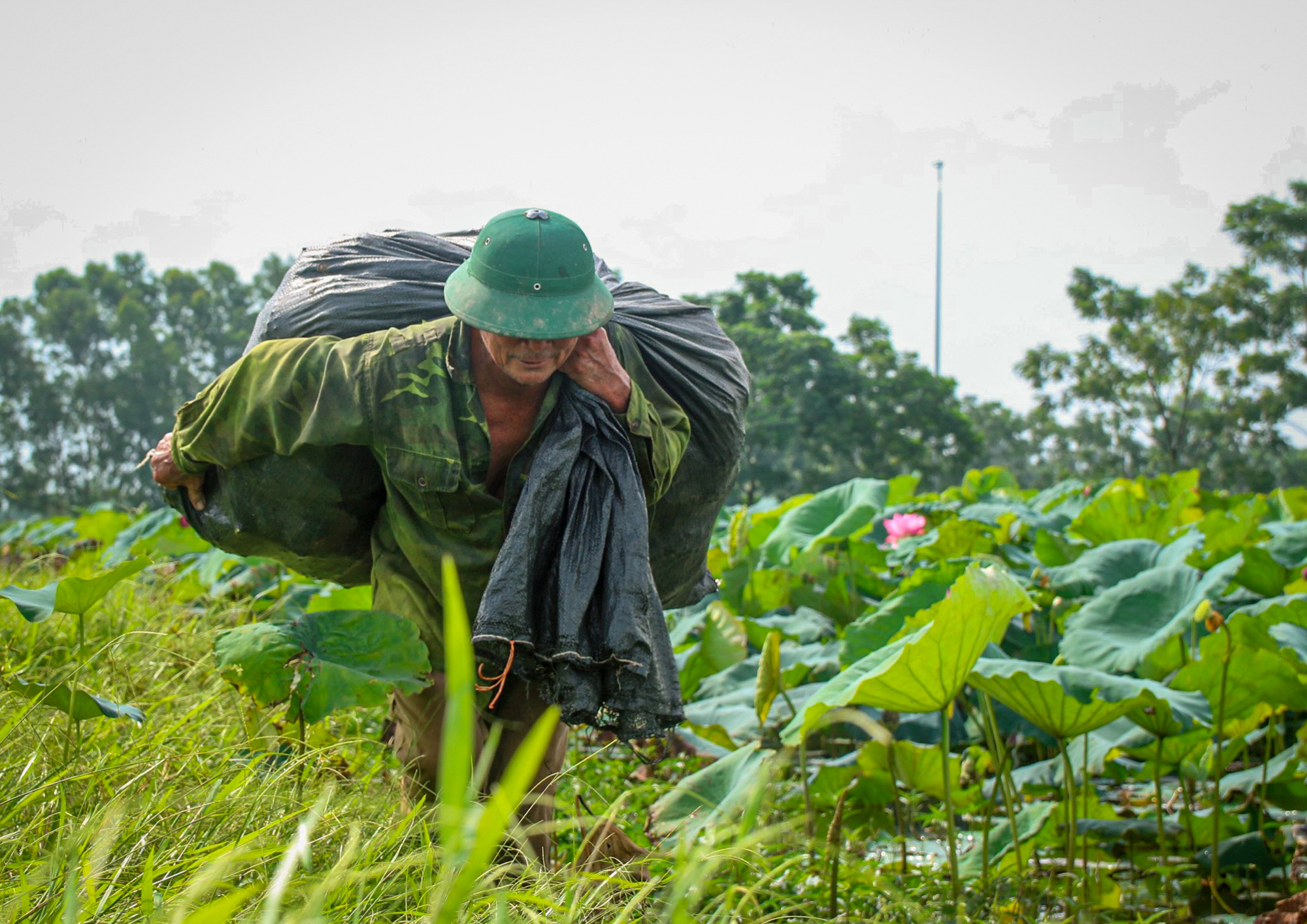 Nông dân Hà Nam kiếm hàng trăm triệu đồng mỗi vụ nhờ trồng sen lấy hạt - Ảnh 5.