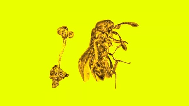 Kỳ lạ miếng hổ phách có bông hoa và con ong bắp cày 30 triệu năm còn nguyên vẹn - Ảnh 1.