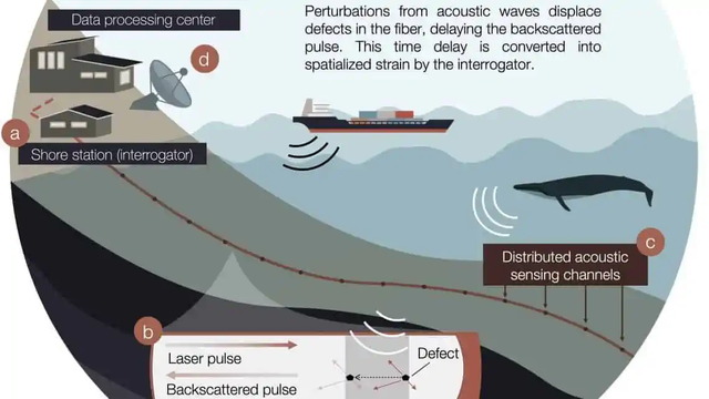 Cáp quang dưới biển có thể được sử dụng để ghi âm lại tiếng cá voi và xem chúng đang làm gì - Ảnh 3.