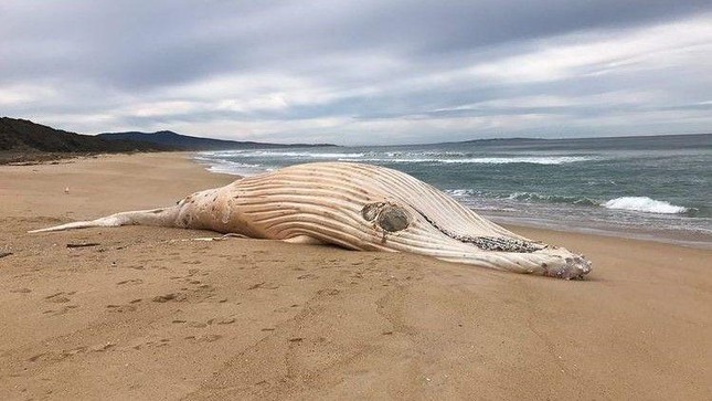 Xác cá voi lưng gù trắng cực hiếm dạt vào bãi biển Australia - Ảnh 1.