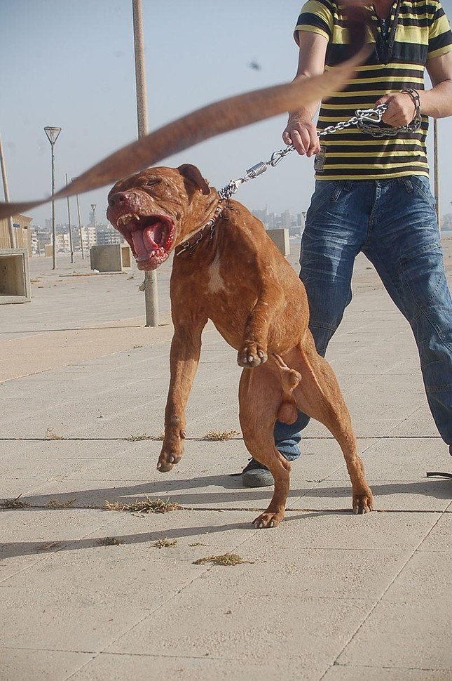  Mỹ: Bảy con chó Pitbull cắn chết người, chủ chó bị bắt  - Ảnh 2.
