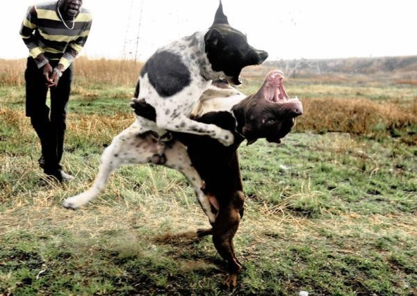  Mỹ: Bảy con chó Pitbull cắn chết người, chủ chó bị bắt  - Ảnh 3.