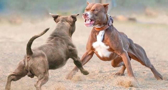  Mỹ: Bảy con chó Pitbull cắn chết người, chủ chó bị bắt  - Ảnh 4.