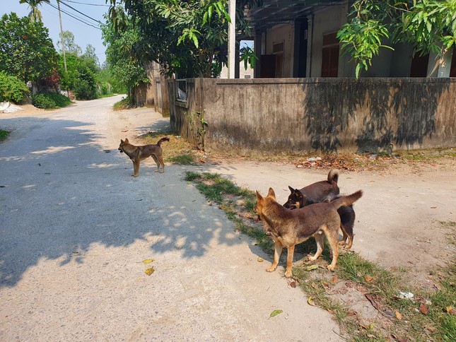 Đi chơi với mẹ, bé trai 3 tuổi bị chó lao ra cắn rách mặt