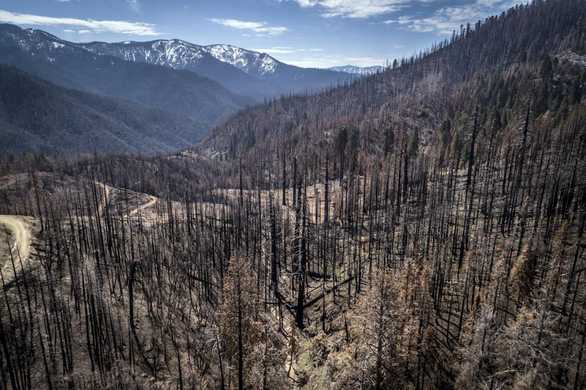 Mỹ trồng 1 tỉ cây xanh ở các khu rừng bị cháy - Ảnh 1.