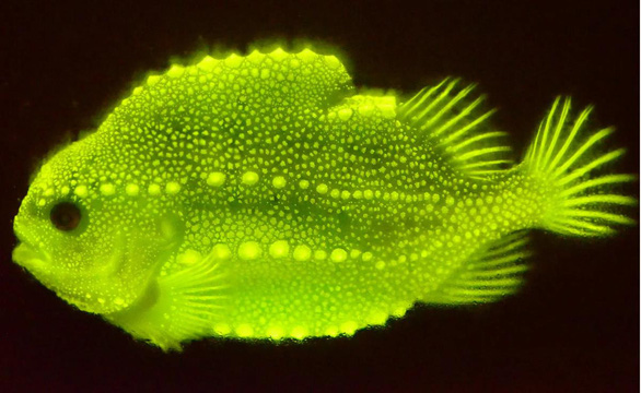 Độc đáo cá phát sáng neon dưới tia UV - Ảnh 1.