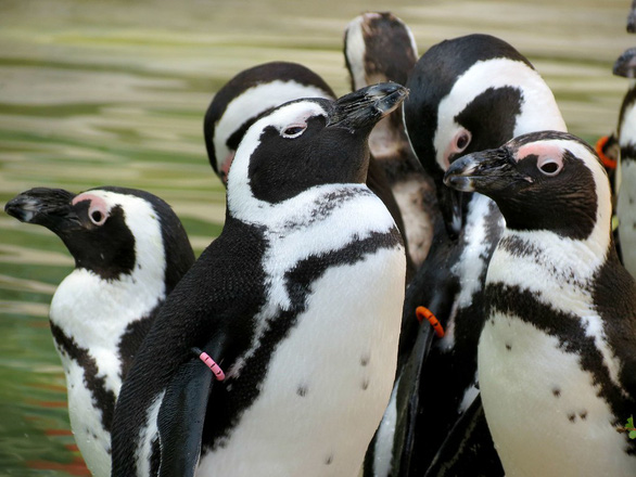 Giới khoa học ngỡ ngàng vì chim cánh cụt biết ‘nhái’ giọng - Ảnh 3.