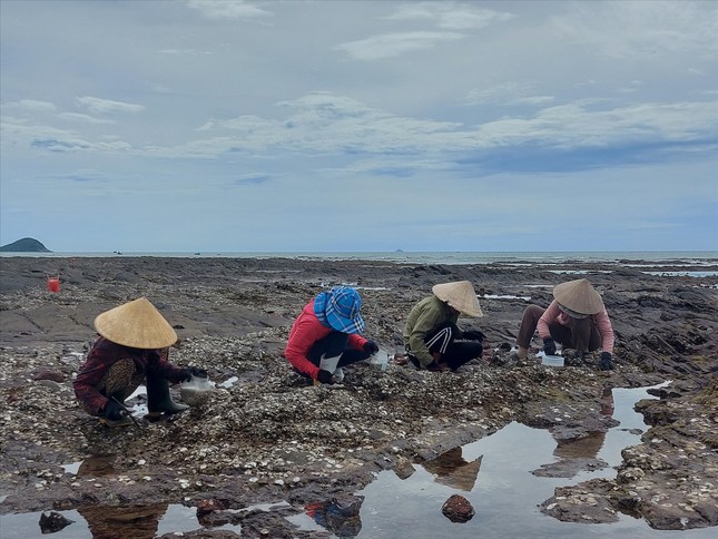 Nghề mổ hàu trên vịnh Hòn La - Ảnh 3.