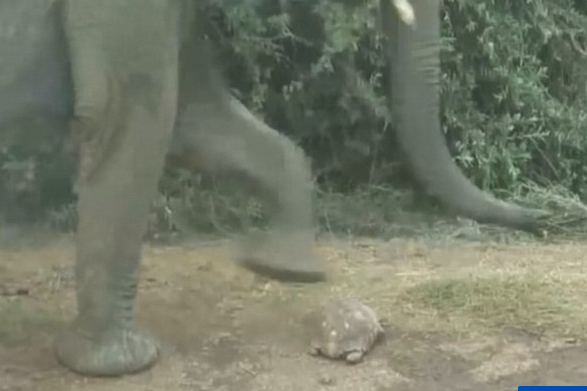 Con rùa may mắn được mẹ tự nhiên độ, sống sót sau khi lạc giữa một đàn voi - Ảnh 1.