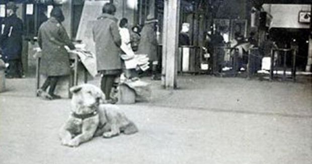 Những chuyện ít người biết về Hachiko - chú chó đứng ở sân ga 10 năm đợi chủ đã trở thành biểu tượng của lòng trung thành - Ảnh 6.